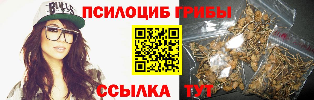 Псилоцибиновые грибы Psilocybe Нижнекамск